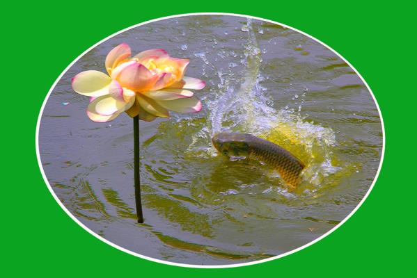 情有獨(dú)鐘