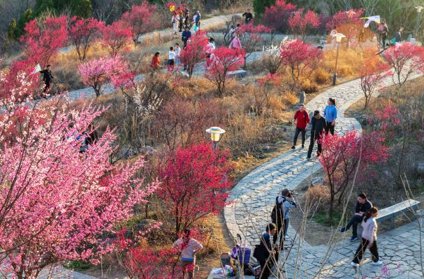紅梅報春