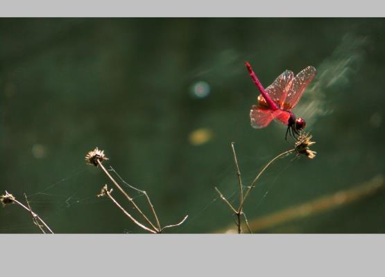 我與紅蜻蜓