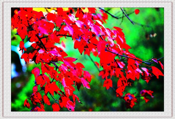 楓葉紅于二月花