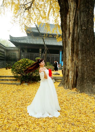 千年銀杏樹、古剎仕女影