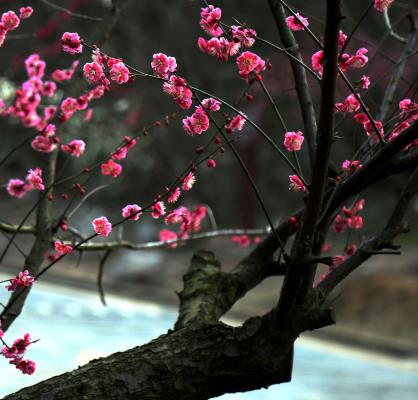 盛世心映夕陽美，老樹逢春更著花。