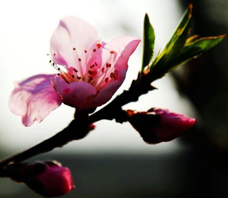 桃花依舊笑春風(fēng)