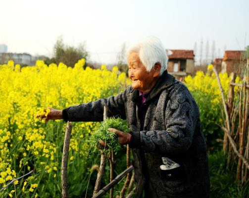 望豐收
