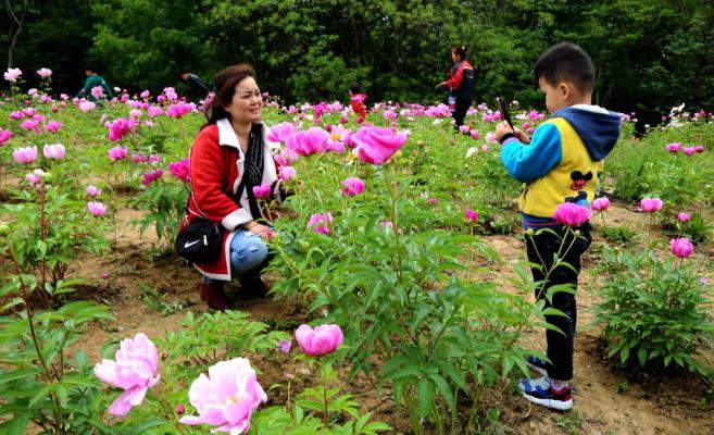芍藥花大觀園