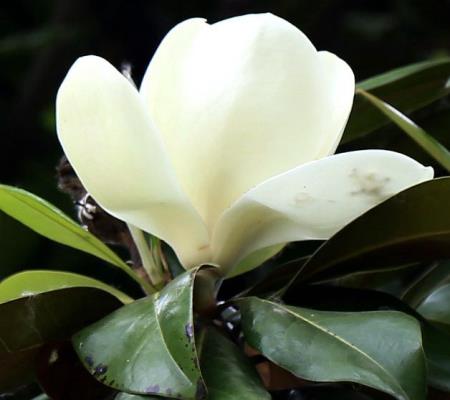 潔白玉蘭花