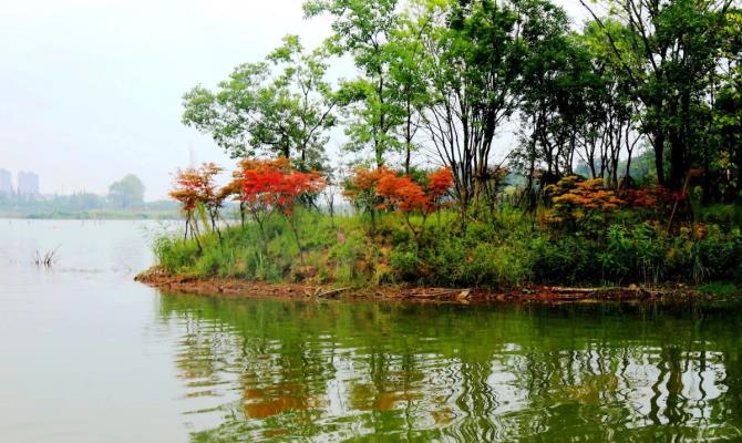 濕地秋色宜人……鮮花盛開！