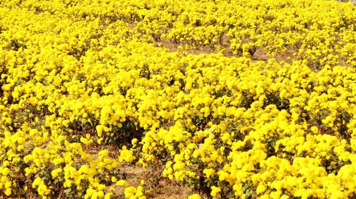 紀實：2020淮南《千畝菊花基地》花朵黃熟正在開園采摘