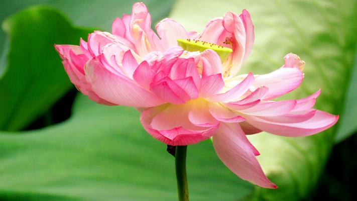 菏花