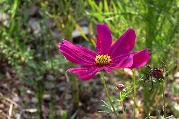 格桑花開