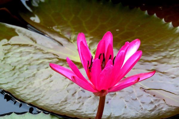 蓮花爭(zhēng)艷