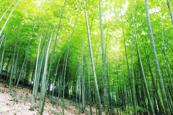 竹林