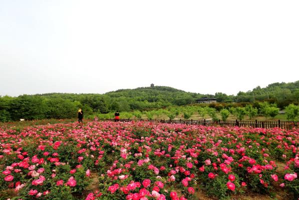 五月的鮮花【淮南玫瑰園】