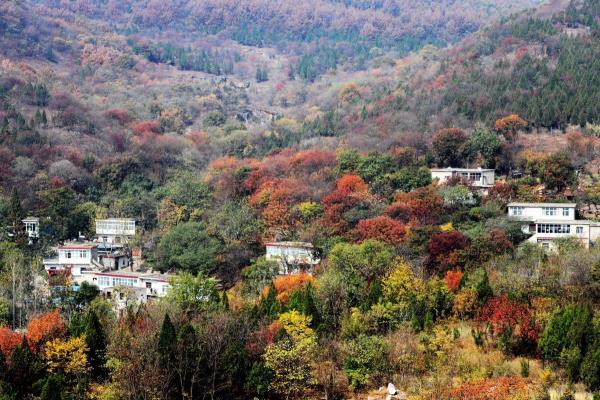 十月山鄉(xiāng)美如畫，柿果累累佳人醉。