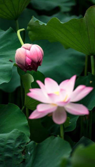 龍湖公園 淮南一道亮麗風景線-荷花