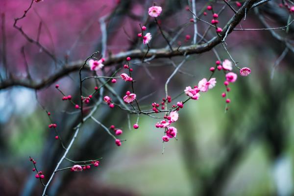 天鵝湖梅花?? 寒風中 爭奇斗艷-2019.2.17??拍攝