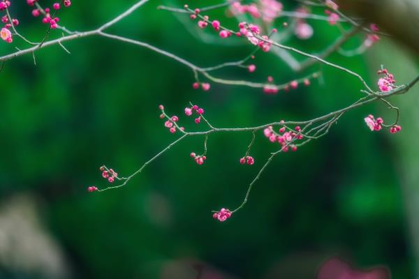 梅花香自苦寒來，春雨梅花競開顏。2019.2.拍攝??合肥植物園