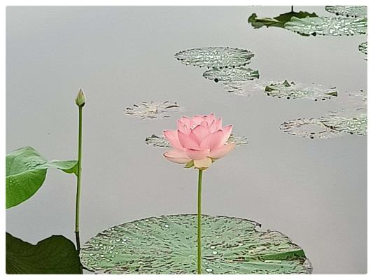 夏雨中的焦崗湖