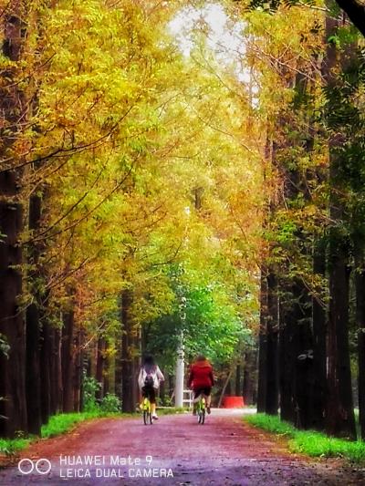 層林盡染，秋色迷人的大通濕地公園