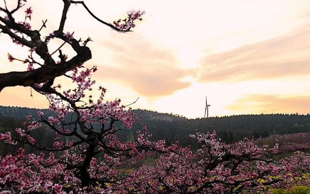 花韻