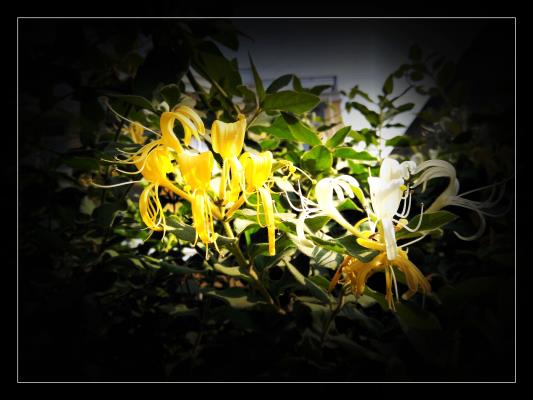 金銀花