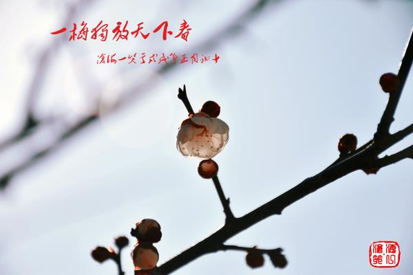 一朵獨放天下春