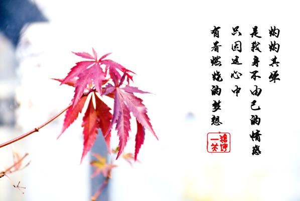 楓葉的夢(mèng)想
