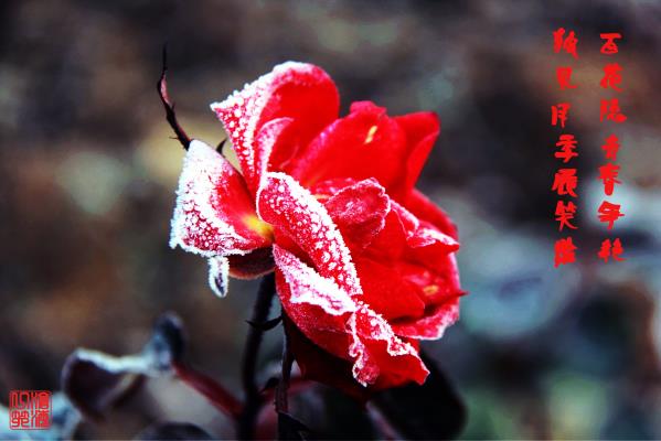 那些堅(jiān)韌的花兒