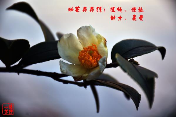 不爭(zhēng)自芬芳