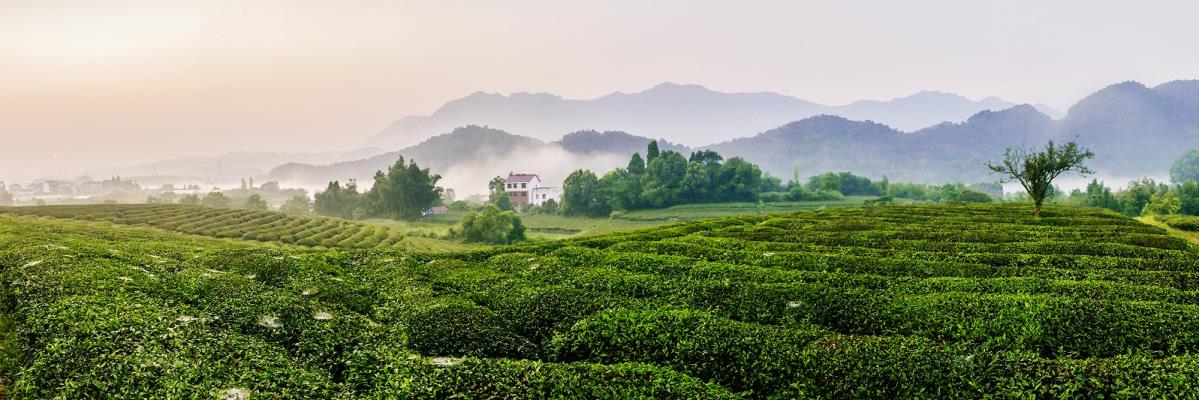 茶園風光