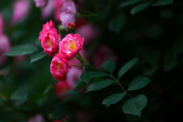 薔薇花