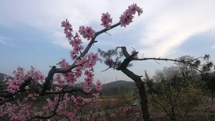 春日游，鮮花落滿頭