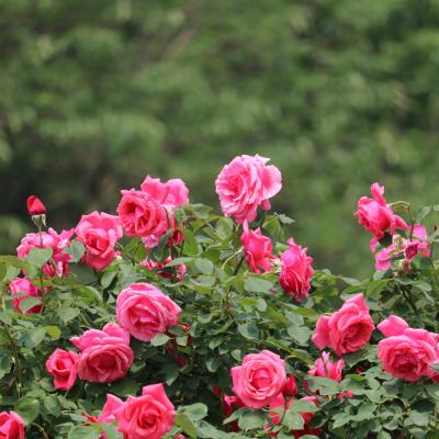 舜耕山坡 月季花開