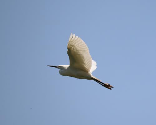 飛翔的鷺鳥