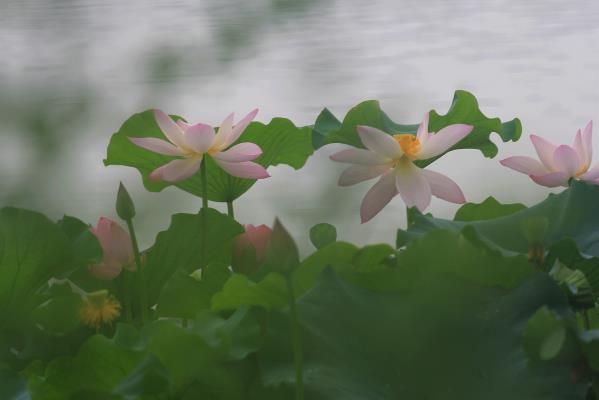 龍湖荷花