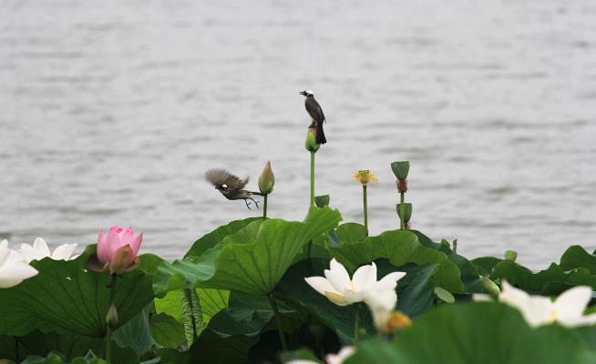 荷花與小鳥