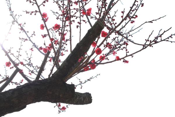 舜耕山梅花園
