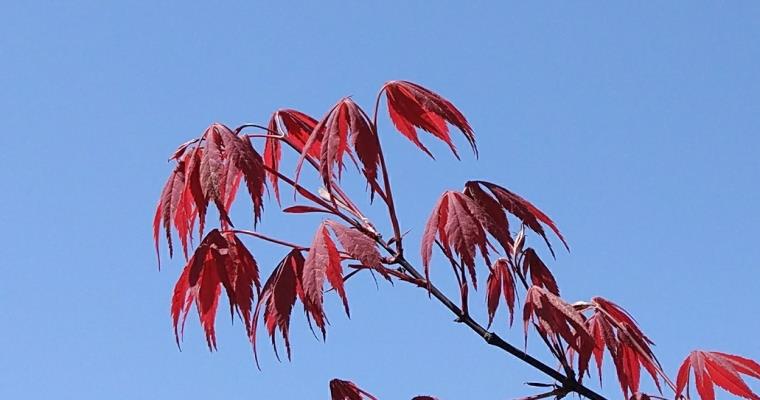 楓葉