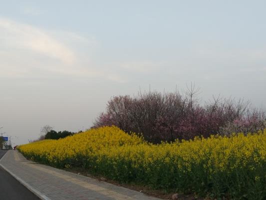 草樹知春不久歸