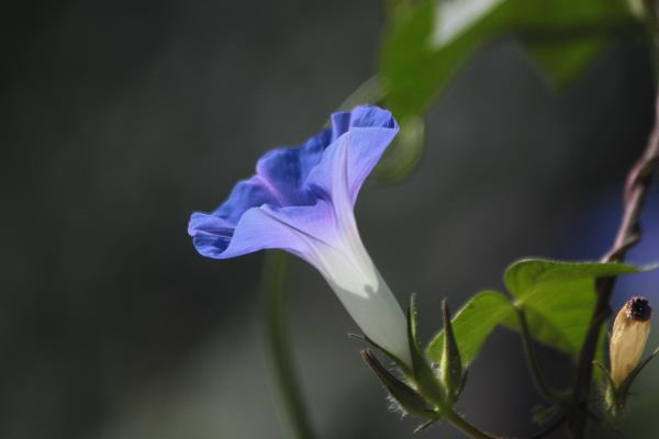 牽牛花之二