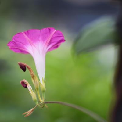 牽牛花之一