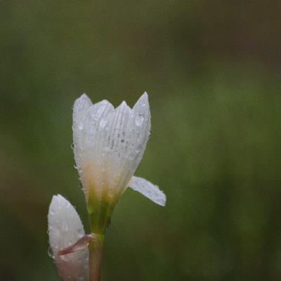 雨中的蔥蓮