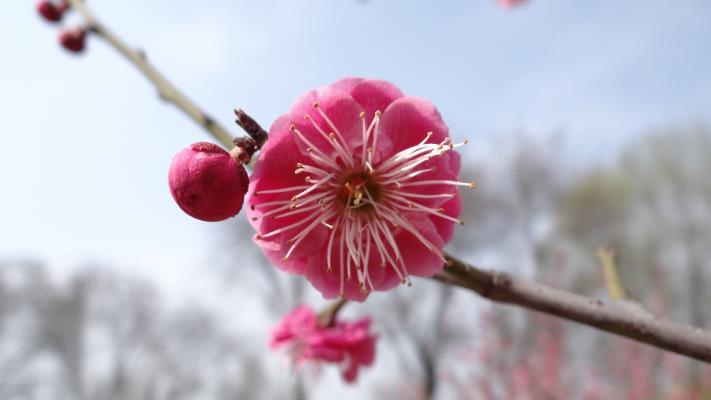 賞梅之五一公園