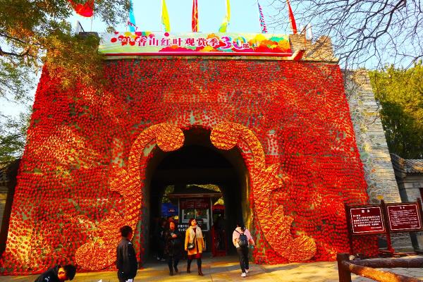 北京香山楓葉紅