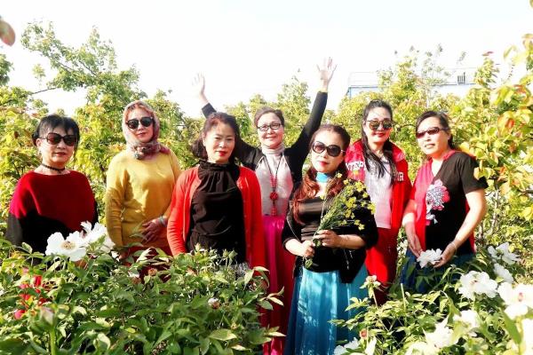 五彩淮南潘集茨淮新河芍藥花基地