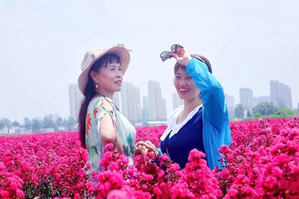 鳳臺紫薇花開紅似火