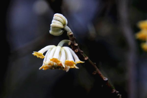花一組