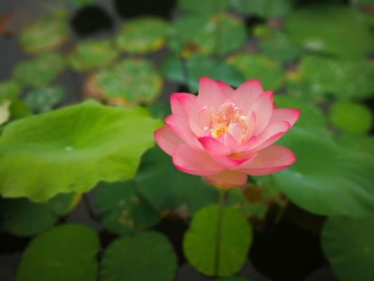 游焦崗湖 觀濕地美景