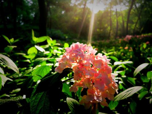 繡球花