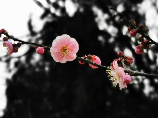 紅梅報春